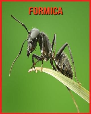 Book cover for Formica