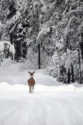 Book cover for A Deer on a Snow Covered Road in Montana