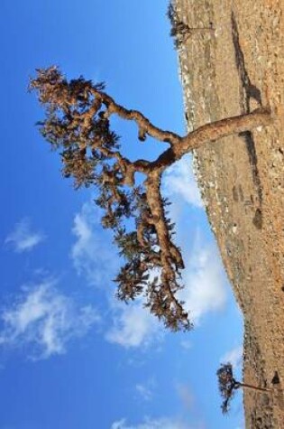 Cover of Boswellia Tree (Frankincense) on Socotra Island Yemen Journal