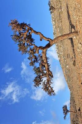 Book cover for Boswellia Tree (Frankincense) on Socotra Island Yemen Journal