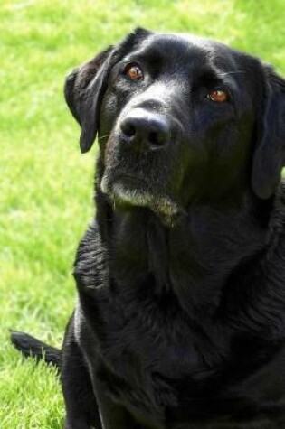 Cover of The Adoring Face of a Black Labradoe Retreiver Dog Journal