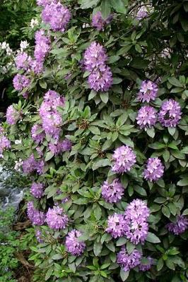 Book cover for Journal Flowers Pretty Purple Rhododendron