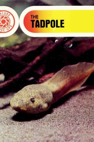 Cover of The Tadpole