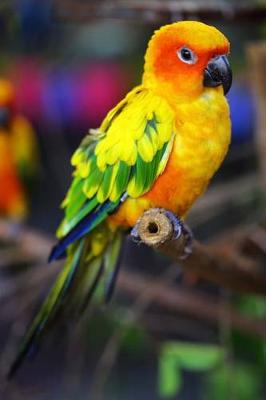 Book cover for Sun Conure Parrot Journal