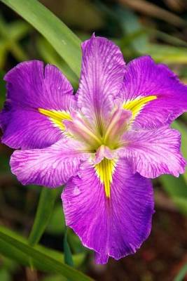 Book cover for Louisiana Water Iris Flower Journal