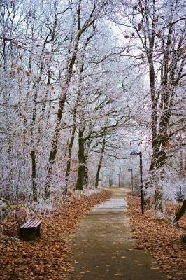 Book cover for Beautiful Winter Path Journal