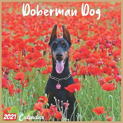 Book cover for Doberman Dog 2021 Calendar