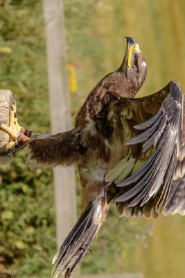 Book cover for Steppe Eagle Perched on a Post, Birds of the World