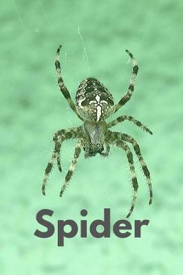 Book cover for Spider