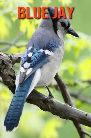 Cover of Blue Jay