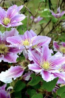 Book cover for Clematis Flowers Blooming in the Garden Journal