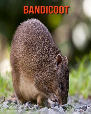 Book cover for Bandicoot