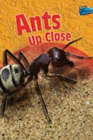 Cover of Minibeasts Up Close Pack A of 5