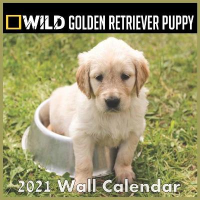 Book cover for Puppys Golden retriever Calendar 2021
