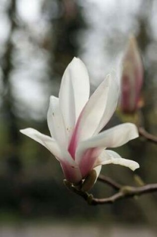 Cover of Tulip Magnolia Blossom Flower Journal