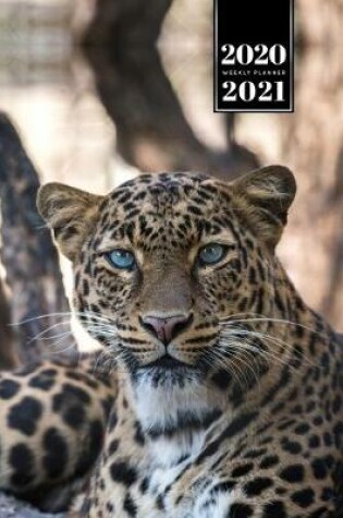 Cover of Panther Leopard Cheetah Cougar Week Planner Weekly Organizer Calendar 2020 / 2021 - Attentive Look