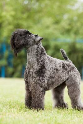 Book cover for The Kerry Blue Terrier Dog Journal