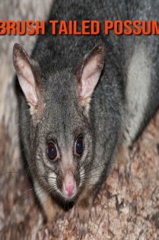 Cover of Brush Tailed Possum