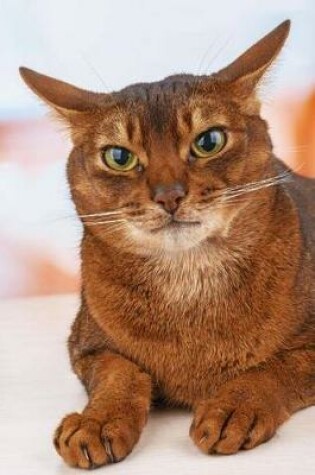 Cover of The Abyssinian Cat Journal "Did I Say You Could Take My Picture?"