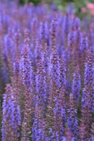 Cover of Sage Blossoms in Summer Notebook