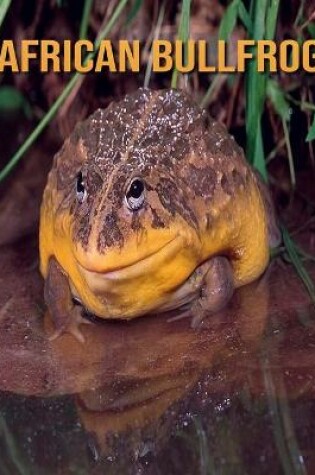 Cover of African Bullfrog