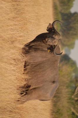 Book cover for Tagged Buffalo in Uganda, Africa Journal