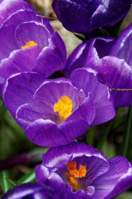 Book cover for A Beautiful Purple Crocus Flowers Journal