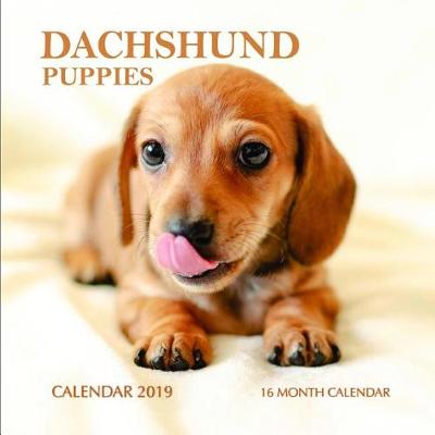 Book cover for Dachshund Puppies Calendar 2019