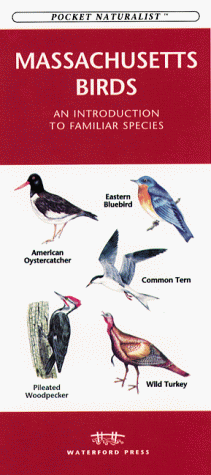 Book cover for Massachusetts Birds
