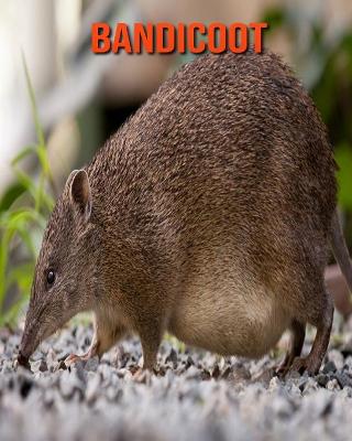 Book cover for Bandicoot