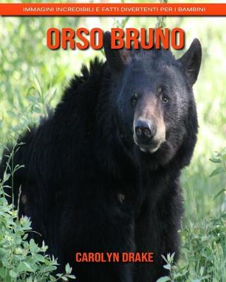 Book cover for Orso bruno