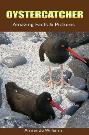 Cover of Oystercatcher