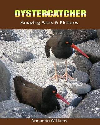 Book cover for Oystercatcher