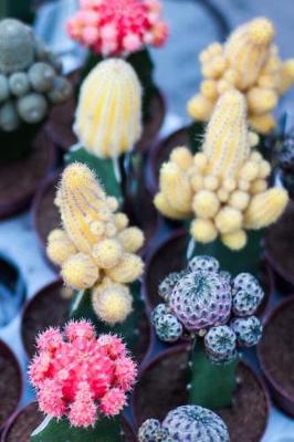 Book cover for Pink, Yellow, and Green Mini Cacti Notebook