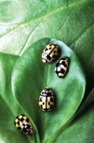 Cover of Insect Journal Beetles On Green Leaf Entomology