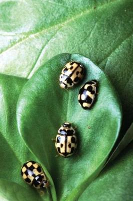 Cover of Insect Journal Beetles On Green Leaf Entomology