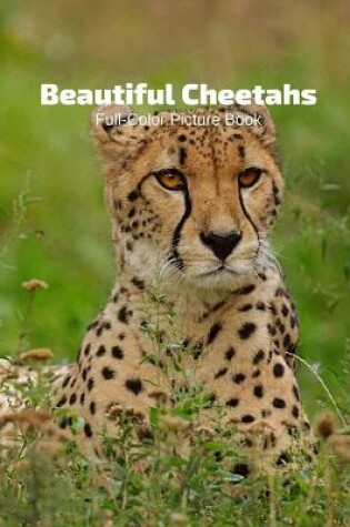 Cover of Beautiful Cheetahs Full-Color Picture Book