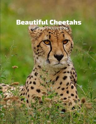 Book cover for Beautiful Cheetahs Full-Color Picture Book