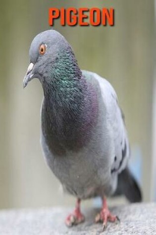 Cover of Pigeon