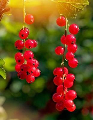 Book cover for Red Currants Notebook 350 lined pages 8.5 x 11 glossy softcover