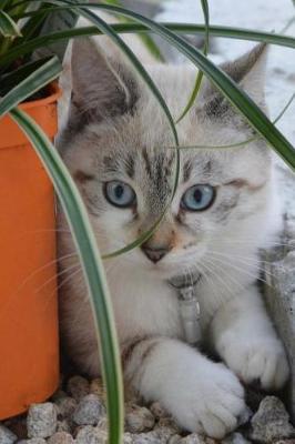 Book cover for Cute Kitten Relaxing Outside Journal