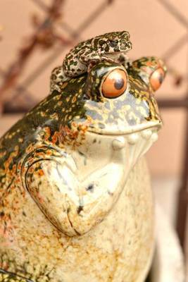 Book cover for Frog and Frog on His Head