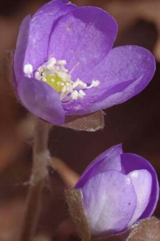 Cover of Beautiful Liverwort Flower in Spring Journal