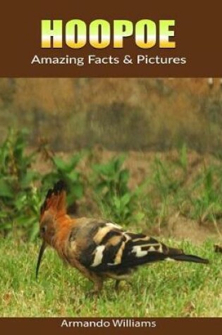 Cover of Hoopoe