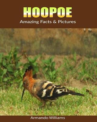 Book cover for Hoopoe