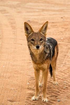 Book cover for European Jackal Animal Journal