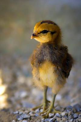 Book cover for Newborn Chick/Chicken Journal