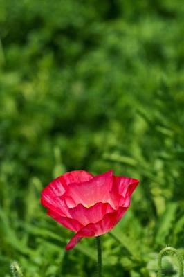 Book cover for Single Red Poppy in a Grass Field Journal