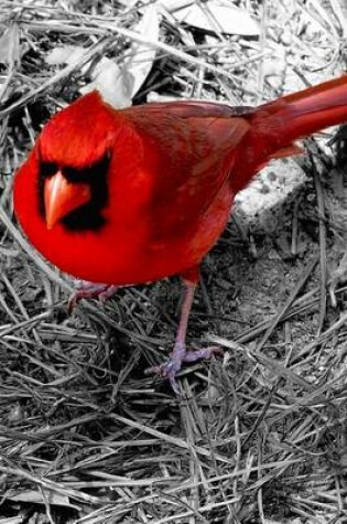 Cover of Red Cardinal Isolated on Black and White Background, Birds of the World