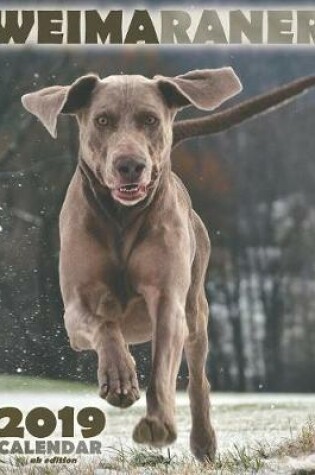 Cover of Weimaraner 2019 Calendar (UK Edition)